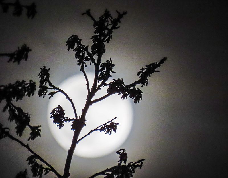 La superluna rosa se eleva detrás de las ramas de los árboles en Round Lake Heights, Illinois, (EE. UU.).