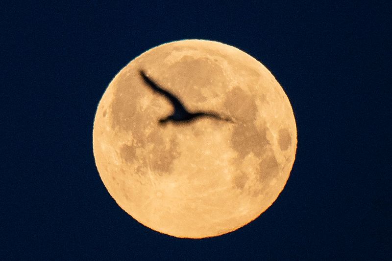 Una gaviota vuela mientras la luna llena de abril ilumina Lorient, oeste de Francia.