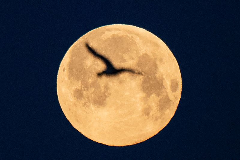 Una gaviota vuela mientras la luna llena de abril ilumina Lorient, oeste de Francia. 