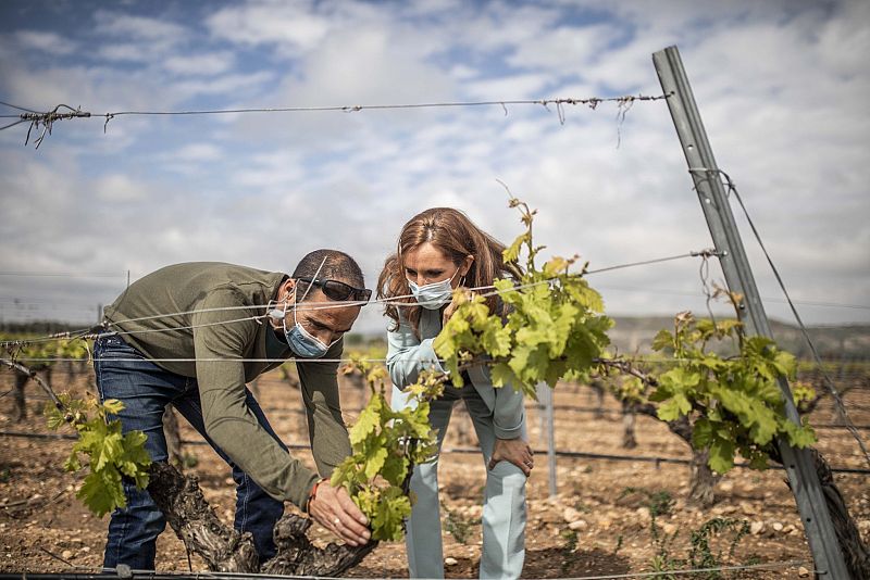 Visita a los viñedos de Arganda del Rey