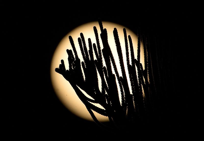 La luna llena,"superluna", detrás de las ramas de un árbol en Santo Domingo (República Dominicana).