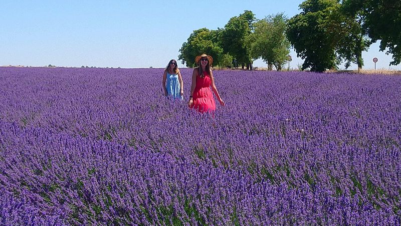 Campos de lavanda de Tiedra