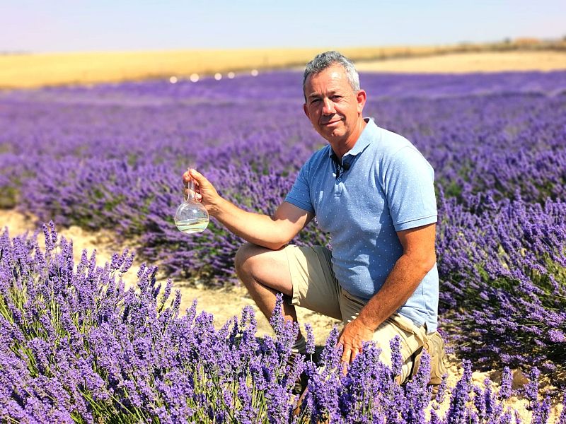 Campos de lavanda de Tiedra