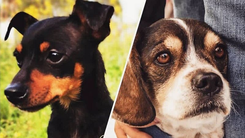 Pinki (izquierda) y Capone (derecha) tuvieron que aplazar su hidroterapia por el confinamiento, pero ahora están en adopción