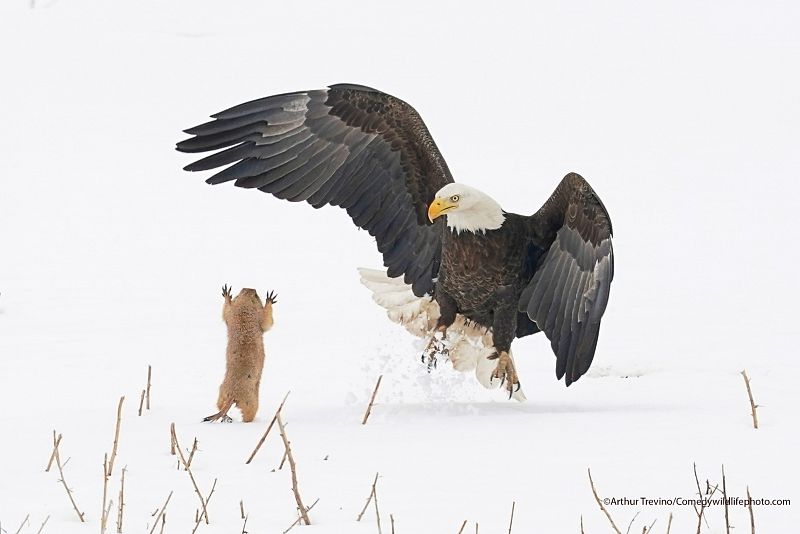 Cuando esta águila calva falló en su intento de agarrar al perrito de las praderas, este saltó hacia el águila y lo asustó lo suficiente como para escapar a una madriguera cercana