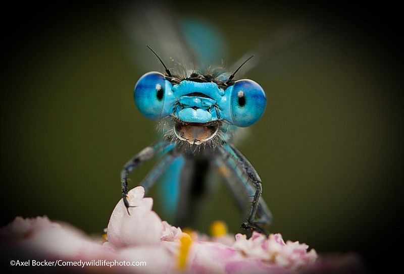 Una libélula en una flor mira a cámara y parece reír