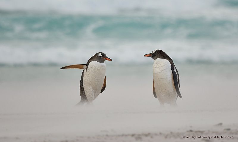 Dos pingüinos papúas discutiendo tras volver de hacer surf