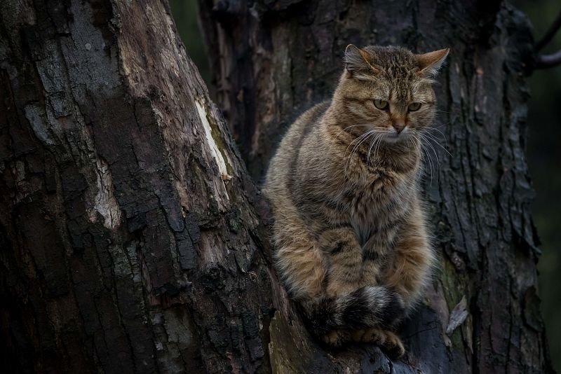 Un gato sobre un árbol en Bucha