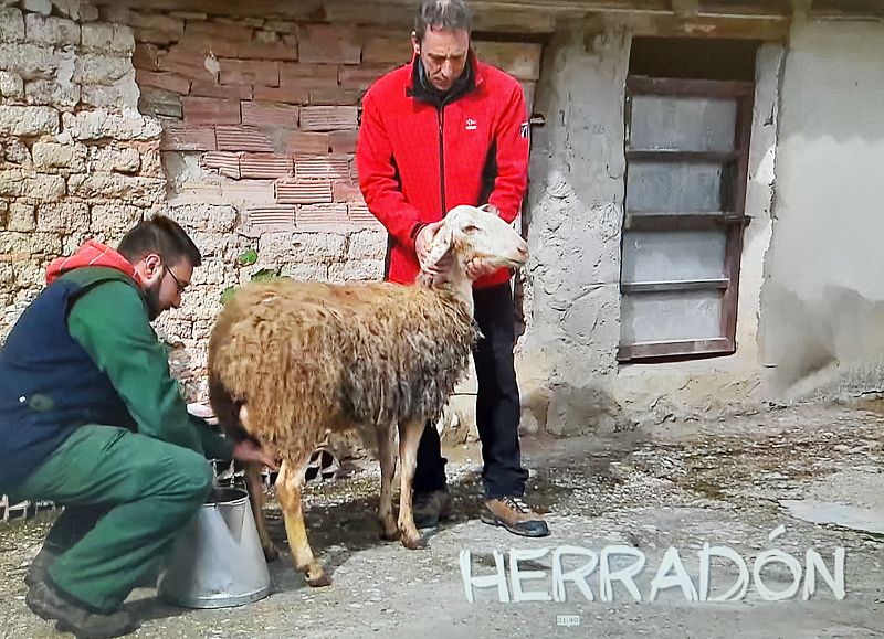 Palabras en vias de extinción: Herradón