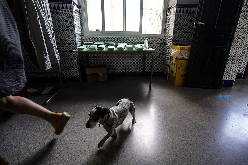 Un perro acompaña a su dueña a votar en el colegio Colón de Córdoba