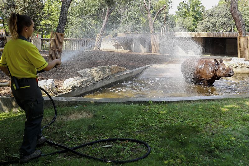Los cuidadores del Zoo de Madrid preparan polos y duchas refrescantes para los animales frente al calor
