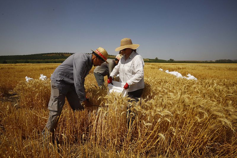 arias personas trabajan en un cultivo de trigo en la localidad cordobesa de Guadalcázar con temperaturas que superarán los 40 grados