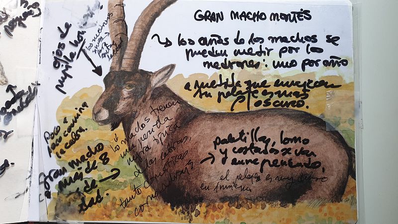 Cuaderno de campo: Cabra montesa