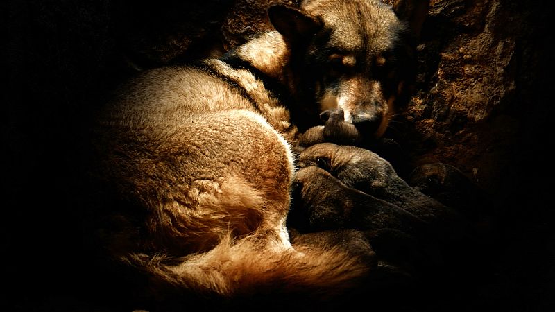 El lobo ibérico: un atleta superdotado