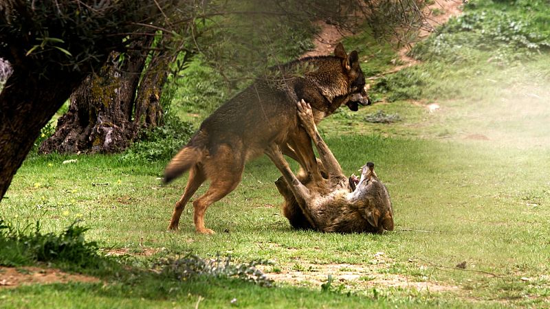 El lobo ibérico: un atleta superdotado