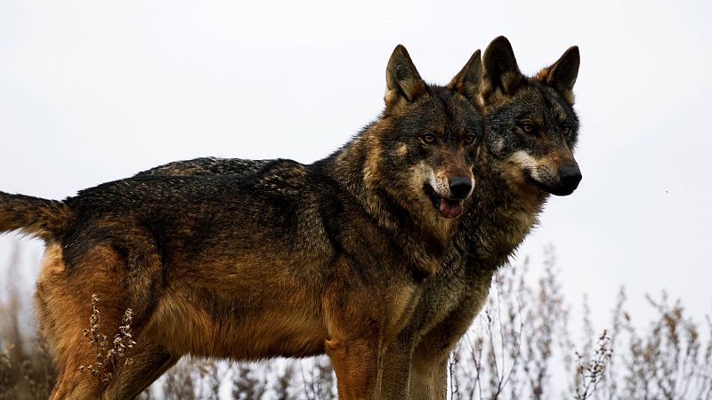 7 datos curiosos sobre los lobos que te van a sorprender | 9