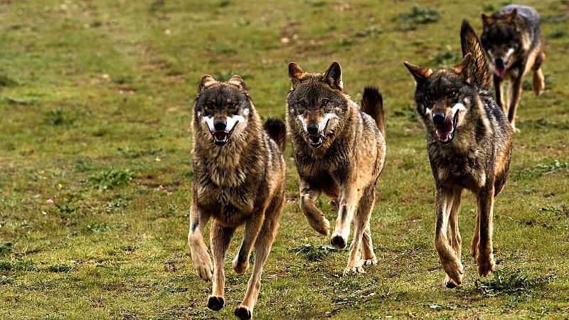 7 datos curiosos sobre los lobos que te van a sorprender | 11