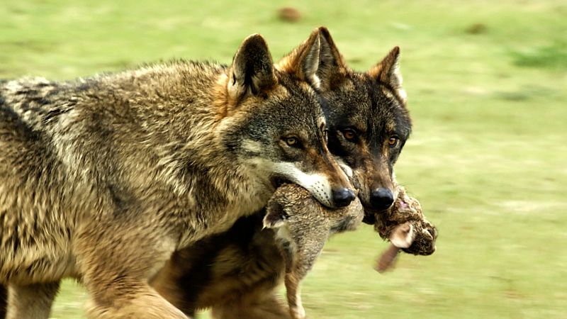 7 datos curiosos sobre los lobos que te van a sorprender | 14