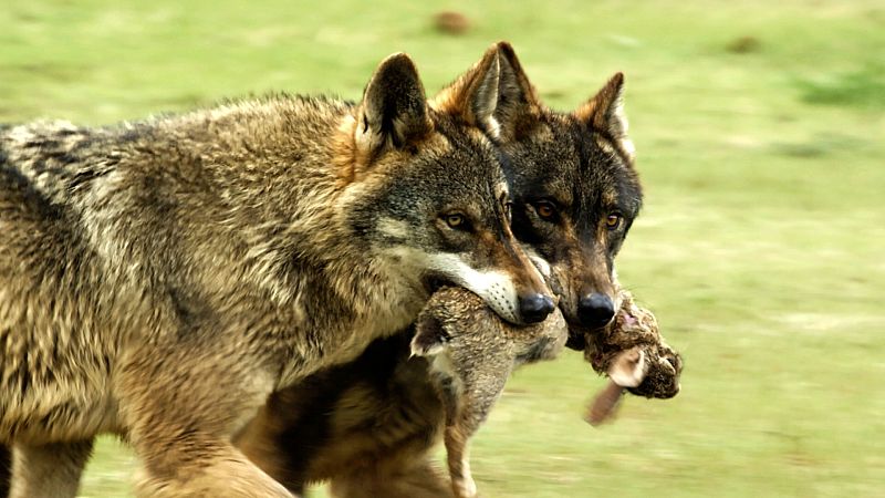 El lobo ibérico: un atleta superdotado