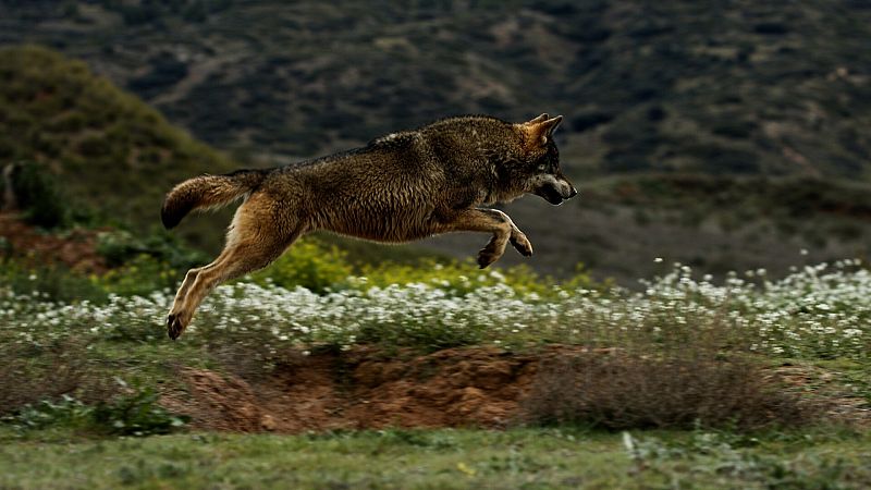 El lobo ibérico: un atleta superdotado