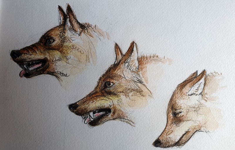 Dibujo de lobo ibérico