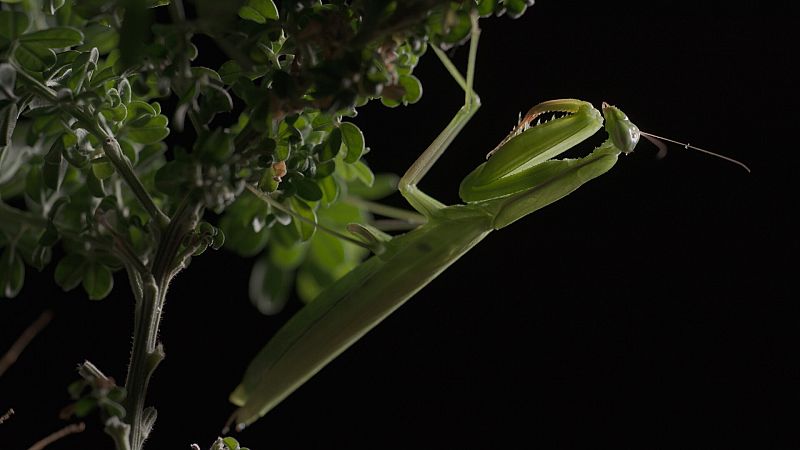 Mantis religiosa (Mantis religiosa)