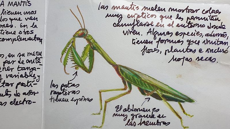 Cuaderno de campo: Mantis religiosas