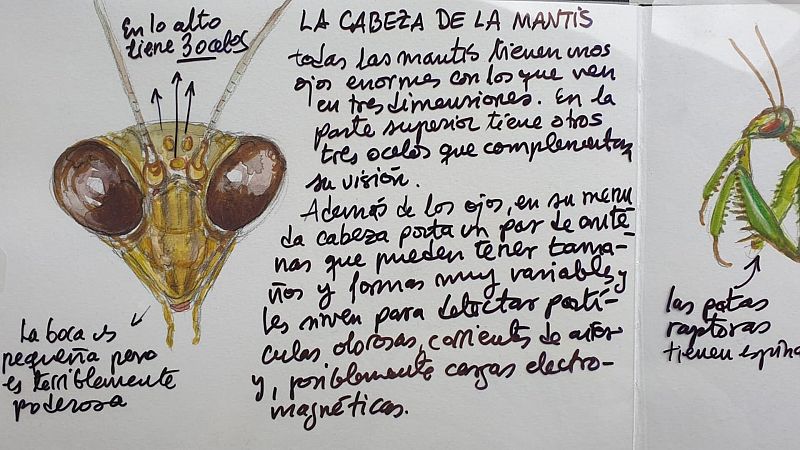 Cuaderno de campo: Mantis religiosas