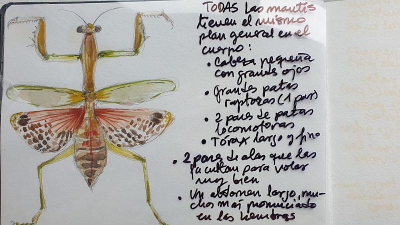 Cuaderno de campo: Mantis religiosas