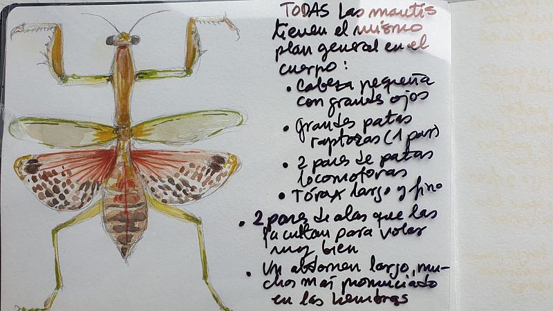 Cuaderno de campo: Mantis religiosas