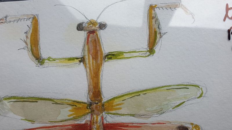 Cuaderno de campo: Mantis religiosas