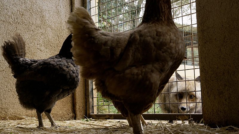 Dos gallinas dentro del gallinero son observadas por un zorro común (Vulpes vulpes).