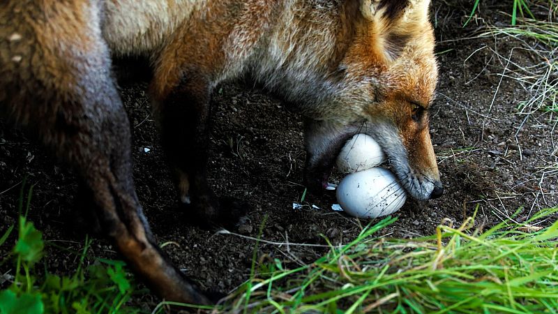 Zorro común (Vulpes vulpes) come huevos de búho.