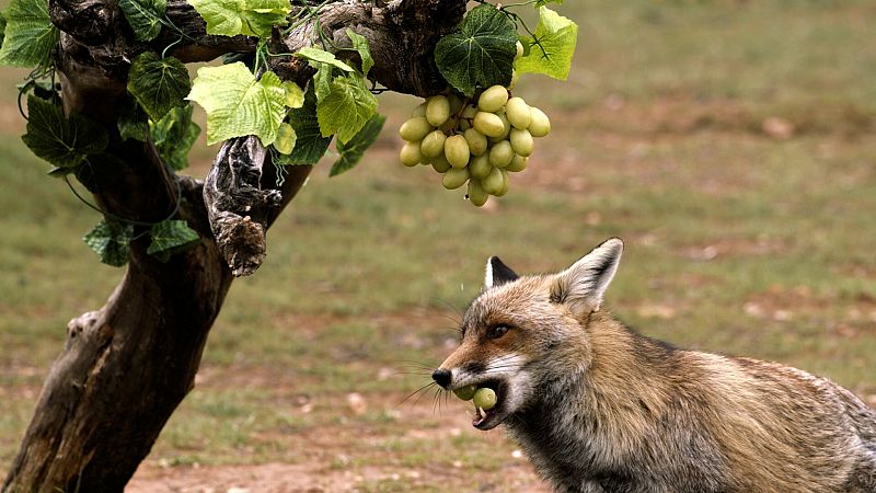 Zorro común (Vulpes vulpes) come uvas.