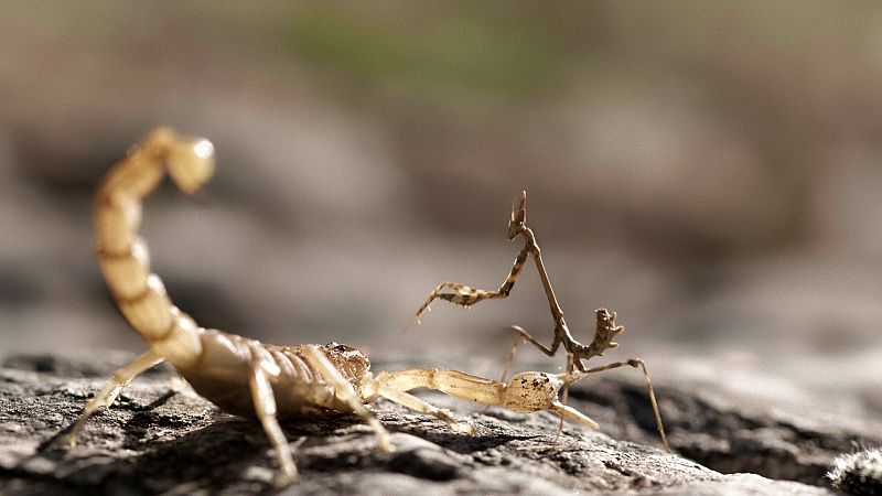 Escorpión y empusa