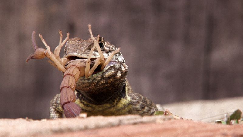 Lagarto caza escorpión.