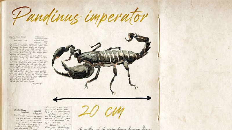 Página cuaderno de campo con escorpión imperial.