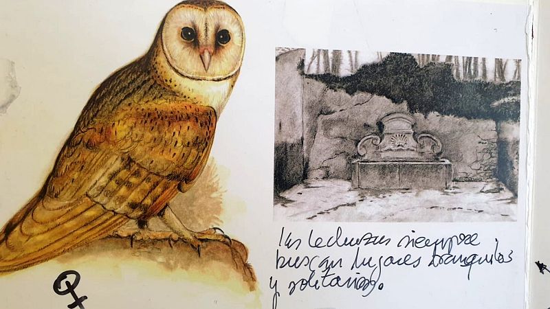 Cuaderno de campo: Lechuzas