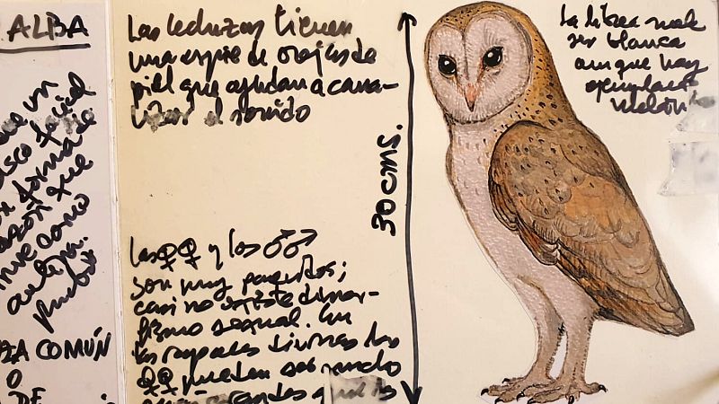 Cuaderno de campo: Lechuzas