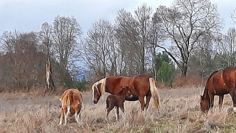 Caballos en territorios mapuches