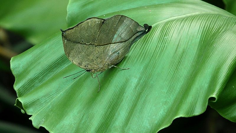 Mariposas del genero Kallime se mimetizan