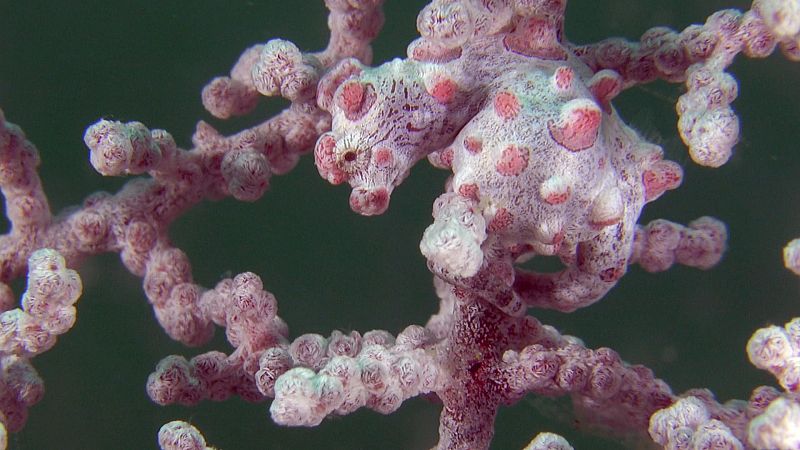 Caballito de mar pigmeo