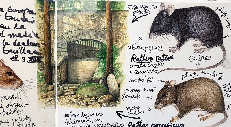 Curiosidades ratas y ratones