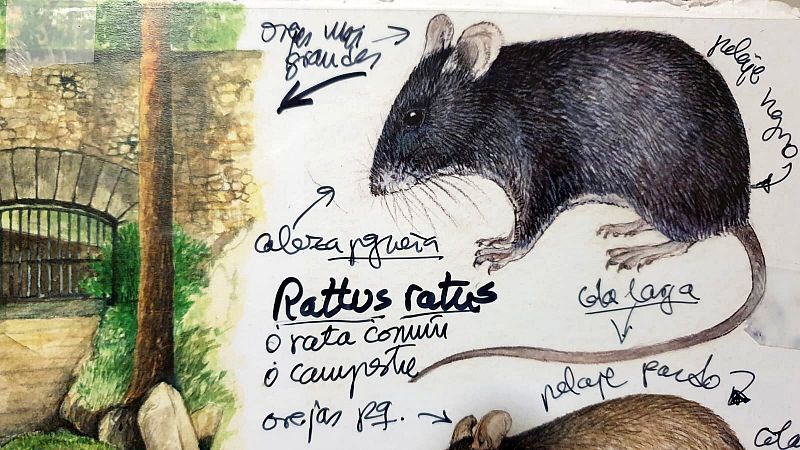 Curiosidades ratas y ratones