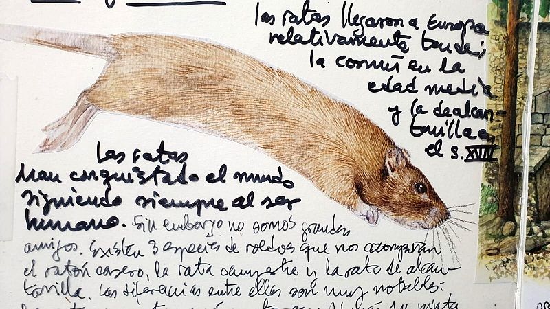 Curiosidades ratas y ratones