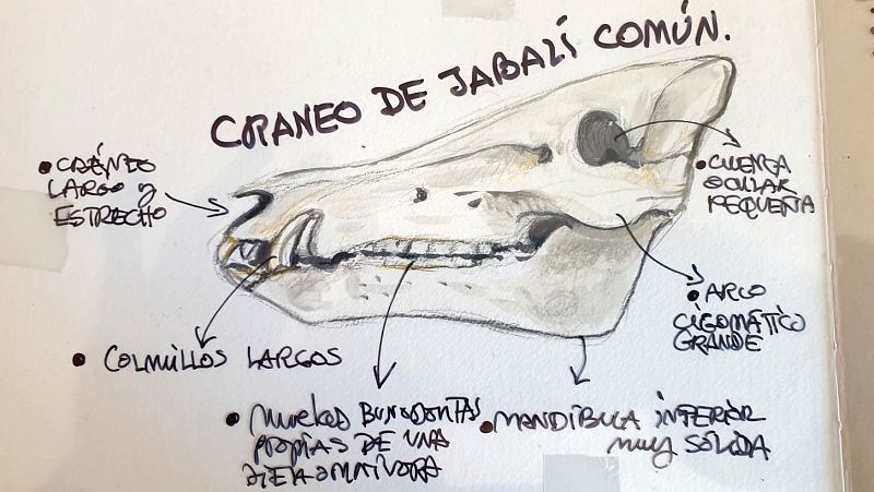 Datos curiosos sobre jabalís