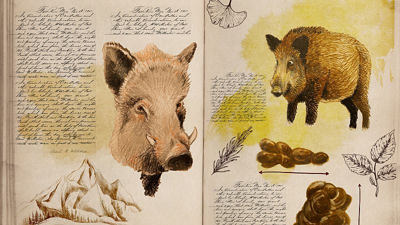 Doble página cuaderno de campo del jabalí