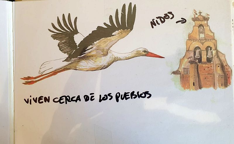 Datos curiosos sobre las cigüeñas