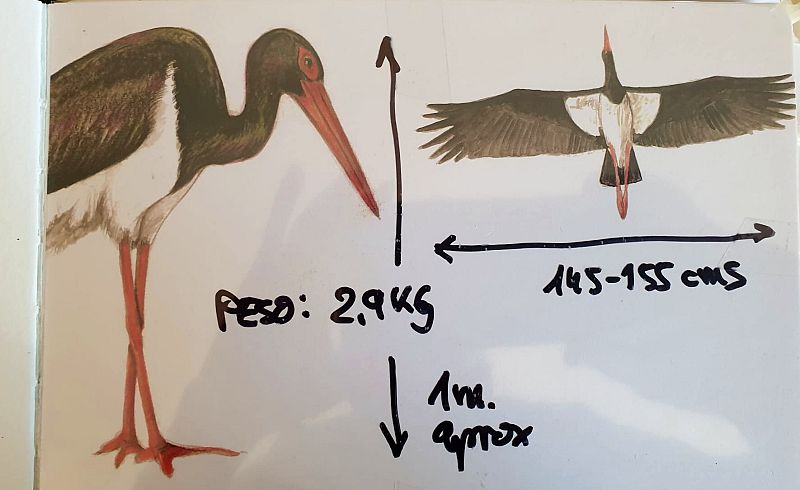 Datos curiosos sobre las cigüeñas