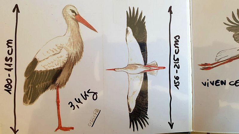 Datos curiosos sobre las cigüeñas